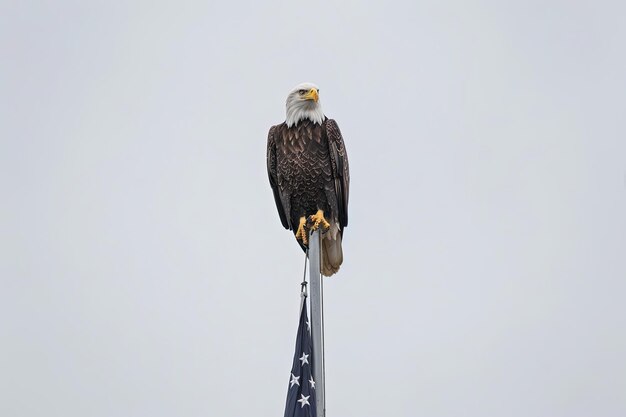 Photo symbol of national vigilance bald eagle on flagpole overlooking american flag