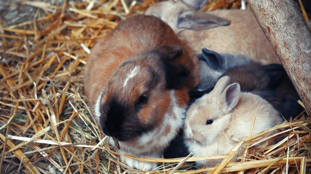 Symbol of the new year Rabbits big and small black brown white and black sit together and bask Household Cute pets Rabbit family