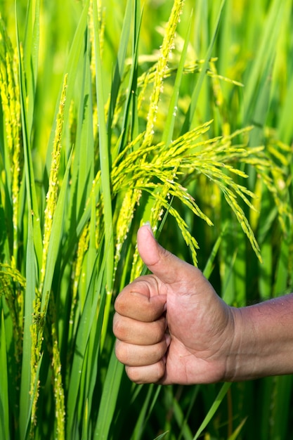 Photo the symbol of one the rice seed in rice field show the yield good growth