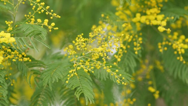 Symbool van maart mimosa acacia dealbata boom geel goud bloeiende mimosa bloesem selectieve focus