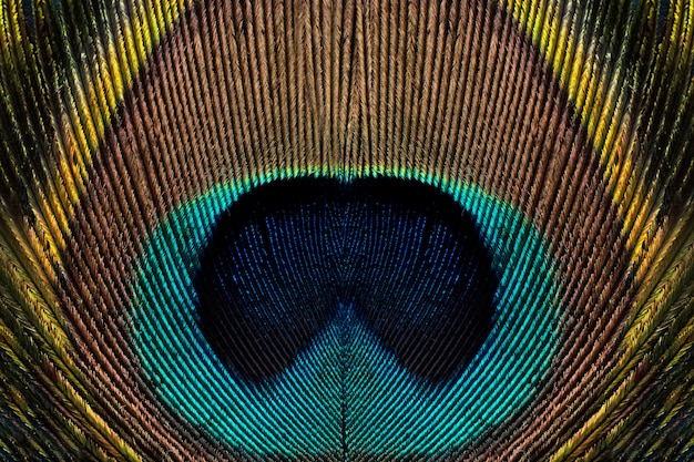 Photo symmetric pattern of a peacock's tail