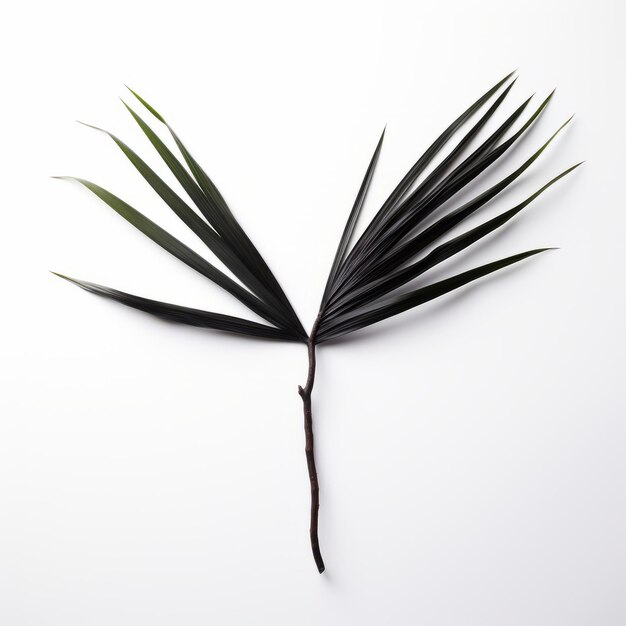 Foto asimmetria simmetrica una palma giapponese minimalista su superficie bianca