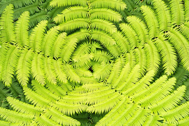 Symmetrical light green fern with a rounded shape with a beautiful pattern on the leaves