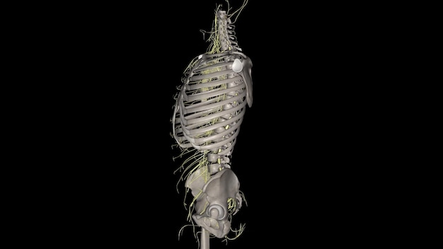 The sympathetic trunks are a paired bundle of nerve fibers that run from the base of the skull to the coccyx