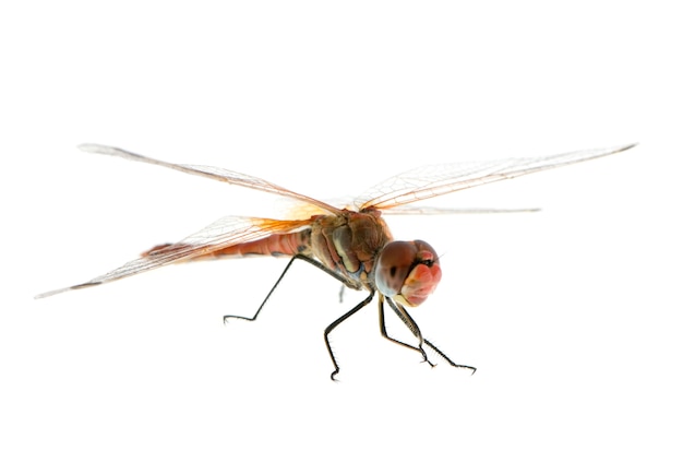 Sympetrum fonscolombei on white