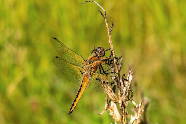 Sympetrum vulgatum  Dragonfly on a stalk of meadow grass Insects in nature summer time Horizontal photo