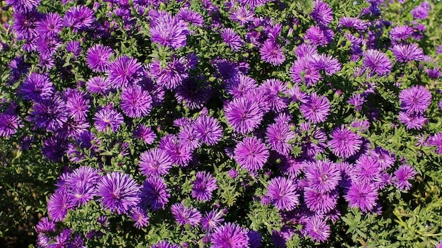 Photo symphyotrichum novae angliae grape crush purple flower in the garden design