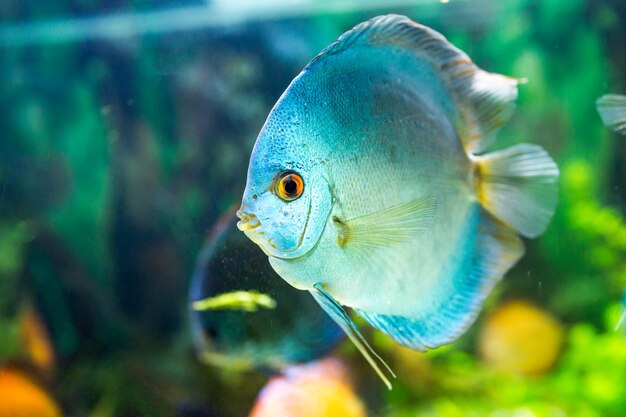 Symphysodon discus in an aquarium on a green background