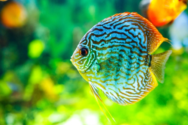 緑の背景の水族館でSymphysodonディスカス