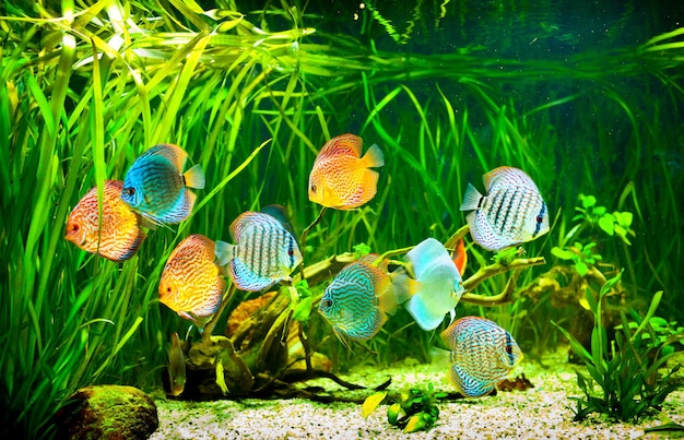 Symphysodon Discus в аквариуме на зеленом фоне