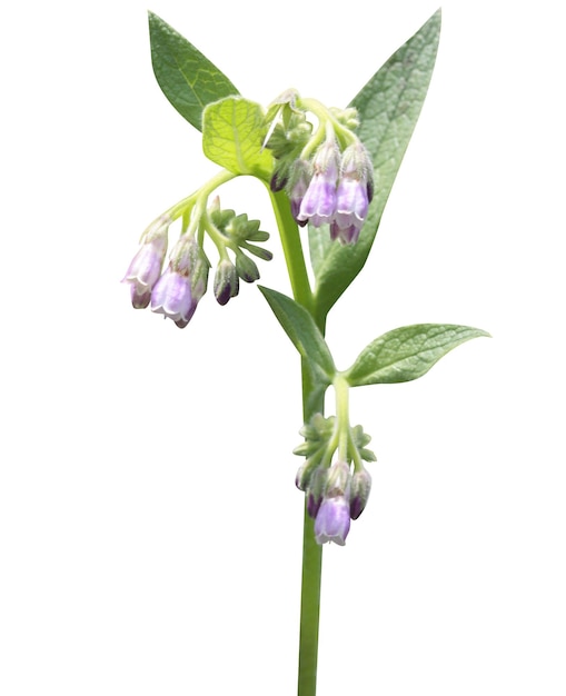 Symphytum officinale comfrey or knitbone used in folk and traditional medicine