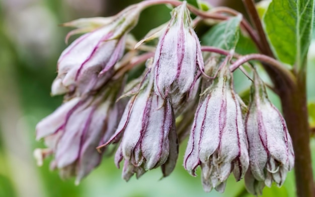 Photo symphytum officinale other species of symphytum comfrey