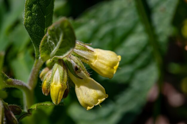 Symphytum tuberosum flower growing in meadow close up