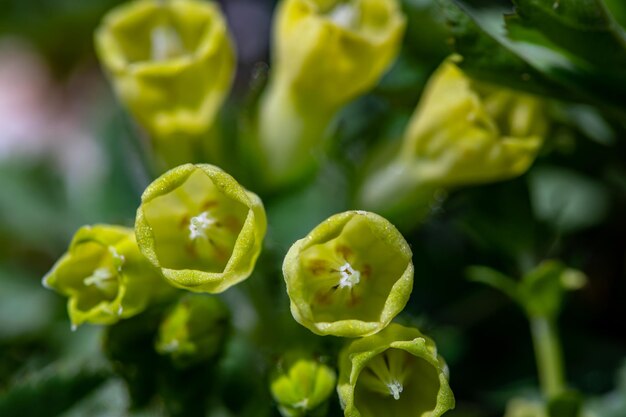 Symphytum tuberosum flower growing in meadow