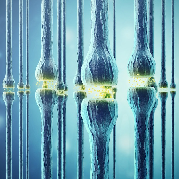 Synaptic transmission, human nervous system. 