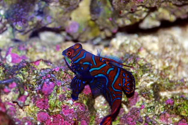 Synhiropus splendidus - マンダリンの魚、最もカラフルな海水魚の 1 つ