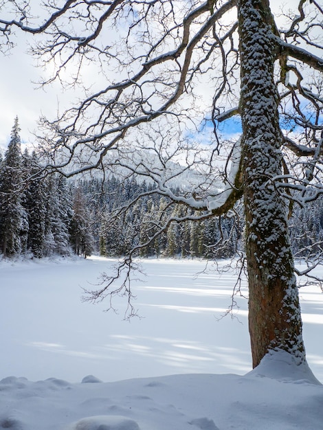 Synevyr sullo sfondo di una foresta nei carpazi in inverno