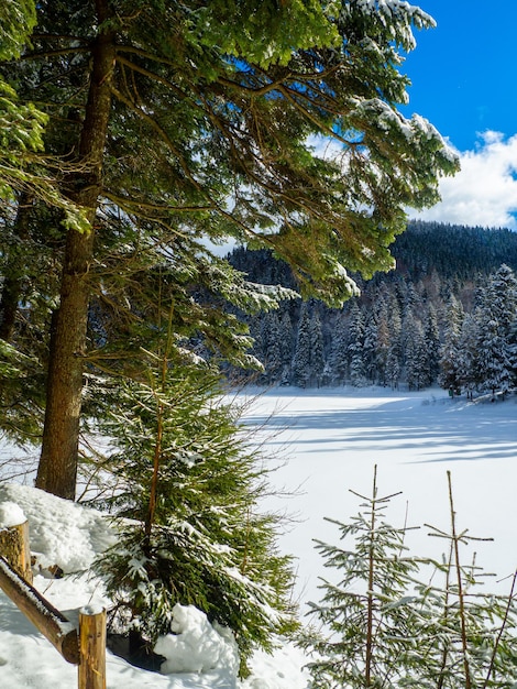 Synevyr against the background of a forest in the Carpathians in winter