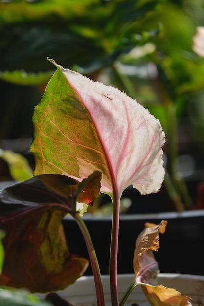 Syngonium aardbeienijs met roze bonte achtergrond