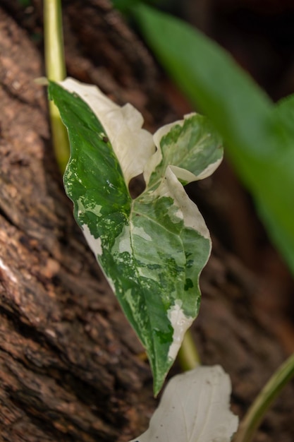 Syngonium albo 흰색 잡색 실내 식물 및 단풍 식물 근접 촬영 잎