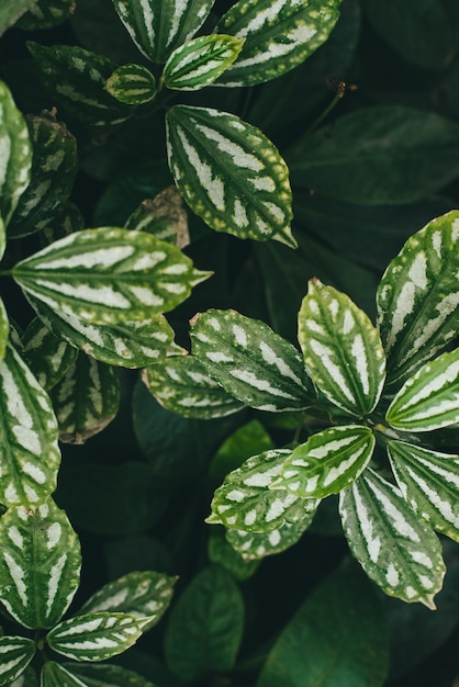 Syngonium, green leaves with white veins