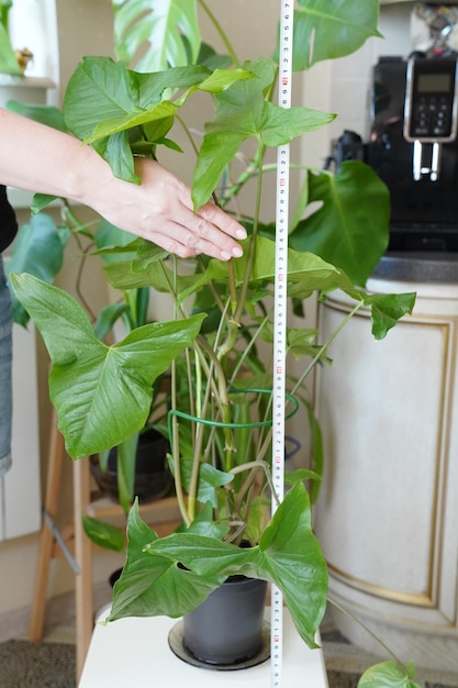 Syngonium is een kamerplant in pot dameshand met meetlint