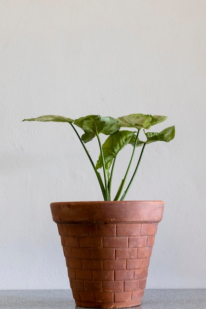 Syngonium plant in a clay pot