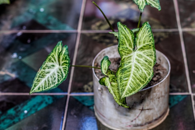 Syngonium plant in a pot indoors