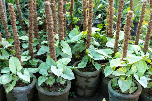 Растения сингония, растущие в горшках в питомнике