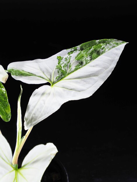 Foto syngonium podophyllum op een witte achtergrond.