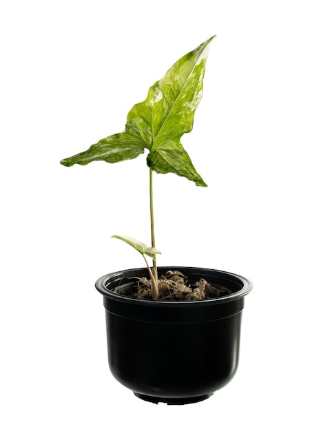 Syngonium podophyllum variegato in vaso nero isolato su bianco con ritaglio pthair purificazione alberi piante variegate