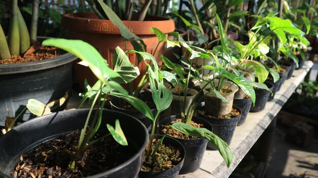 Syngonium podophyllum Variegeted in pot put in house for decorate Beautiful garden Green plants in pots Nice patio