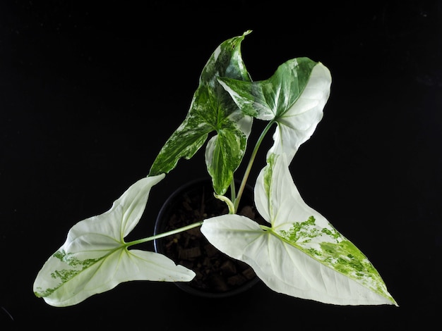 Syngonium podophyllum on a white background.