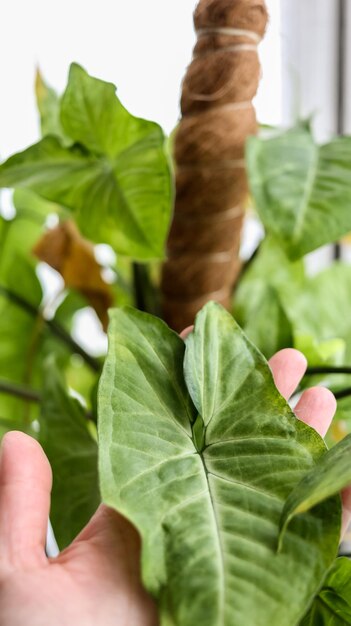 Foto syngonium witte vlinder blad detail