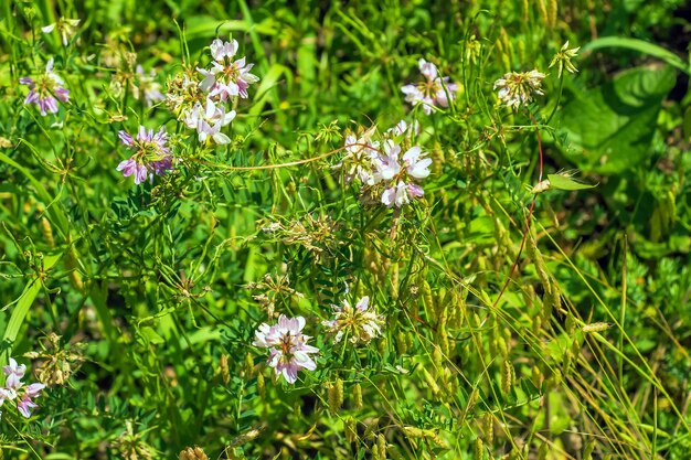 Synoniem Coronilla varia, algemeen bekend als crownvetch of paarse kroonvetch