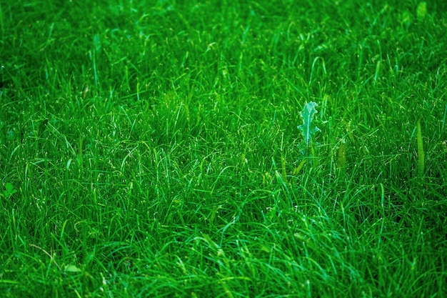 Photo synthetic green grass texture with blur park background closeup of fresh grass on the field