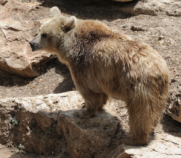 Photo syrian bear