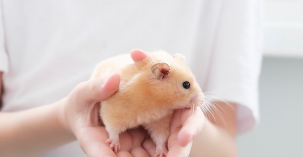 Syrian fluffy hamster. The rodent is held in the hand. Photo on a white background.