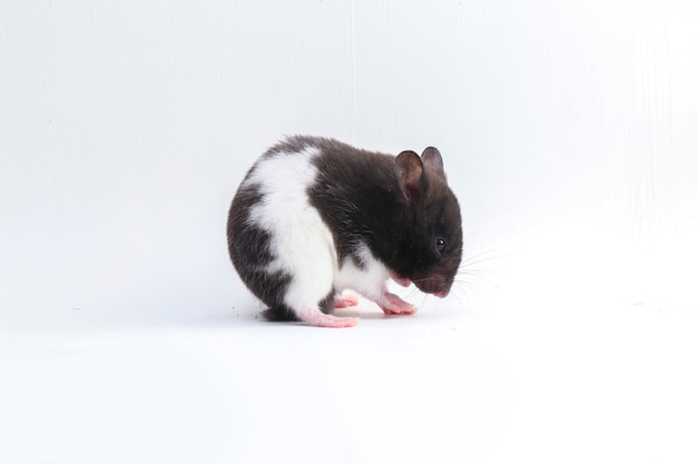 Syrian hamster isolated on a white