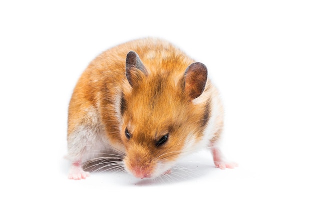 Syrian hamster Mesocricetus auratus isolated on a white background