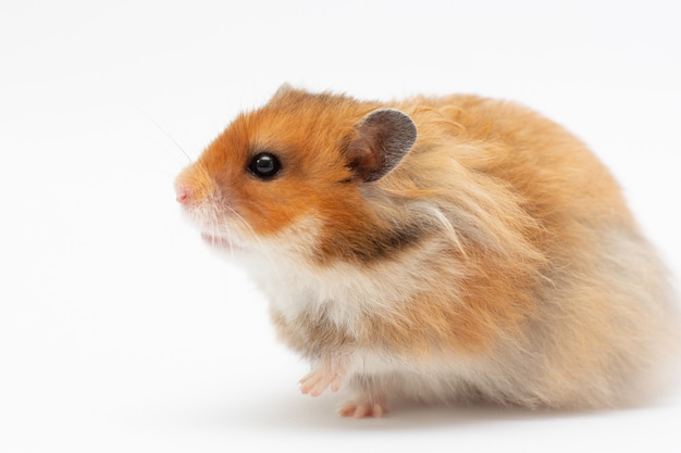 Syrian hamster on a white background