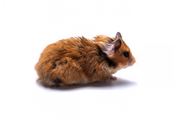 Syrian hamster on a white