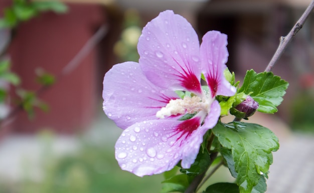 シリアのケトミアの花、ムクゲ。ムクゲの観賞用顕花植物、庭の紫紫色の花、雨滴またはケーキや葉の朝のロス。花の背景。