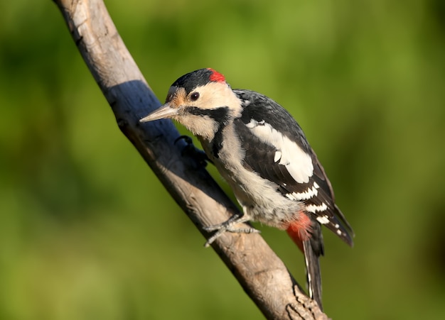 The Syrian woodpecker (Dendrocopos syriacus) at close range