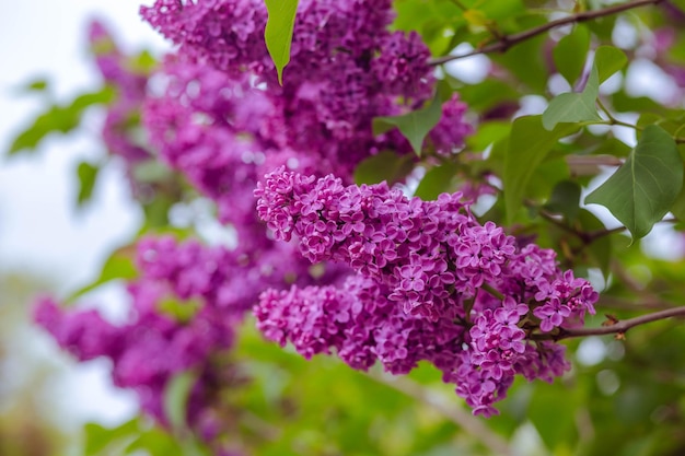 Syringa Blooming branches of lilac closeup Lush bloom of lilacs Selective focus