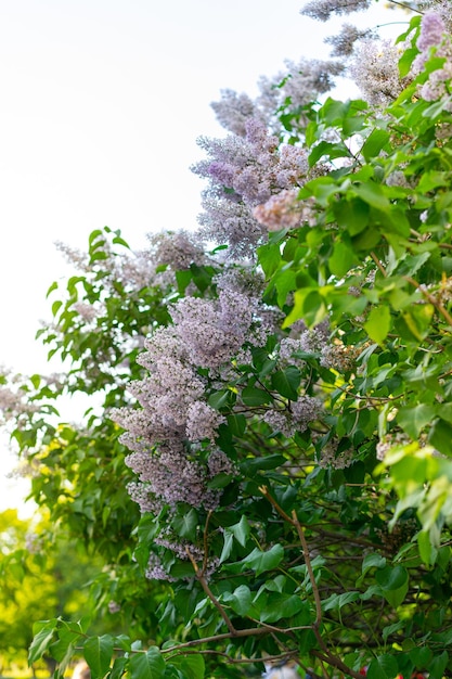 Syringa meyeri Palibin Koreaans lila Lila roze bloem Lila bloemen bos