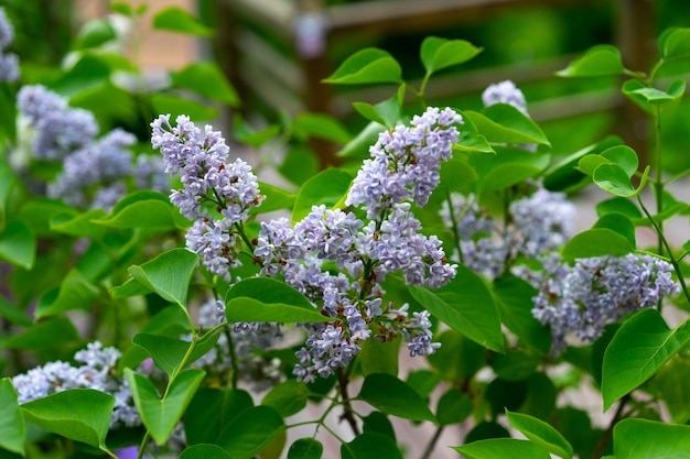 Syringa meyeri Palibin 한국 라일락 라일락 핑크 꽃 라일락 꽃 다발