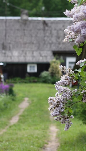 Syringa vulgaris bloeiende plant. Geurige paarse lila struik in de lentetuin op het platteland met landelijke woningbouw op de achtergrond.