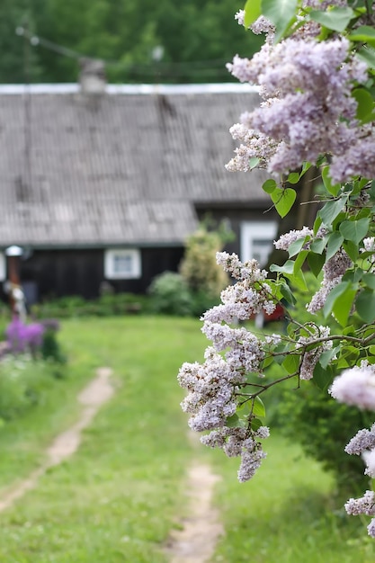 Syringa vulgaris bloeiende plant. Geurige paarse lila struik in de lentetuin op het platteland met landelijke woningbouw op de achtergrond.