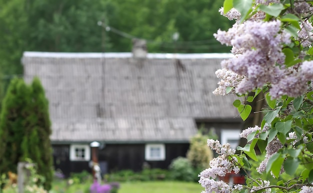 Syringa vulgaris bloeiende plant. Geurige paarse lila struik in de lentetuin op het platteland met landelijke woningbouw op de achtergrond.